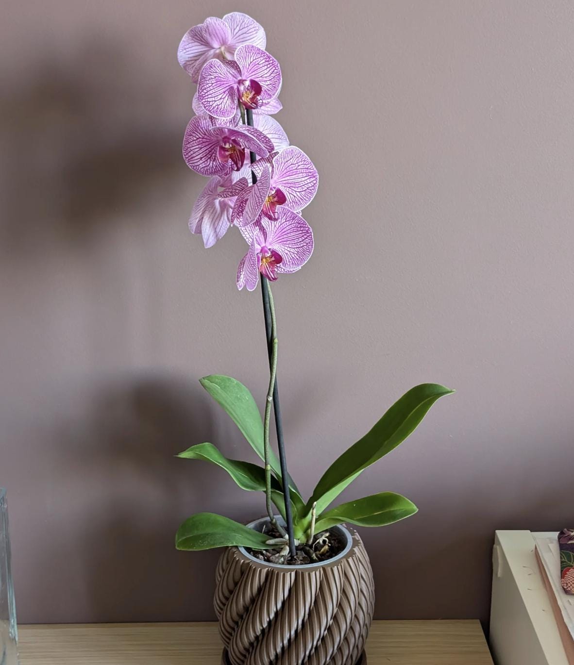 Aeris Orchid Planter with Drip Tray: Modern Ventilated Pot