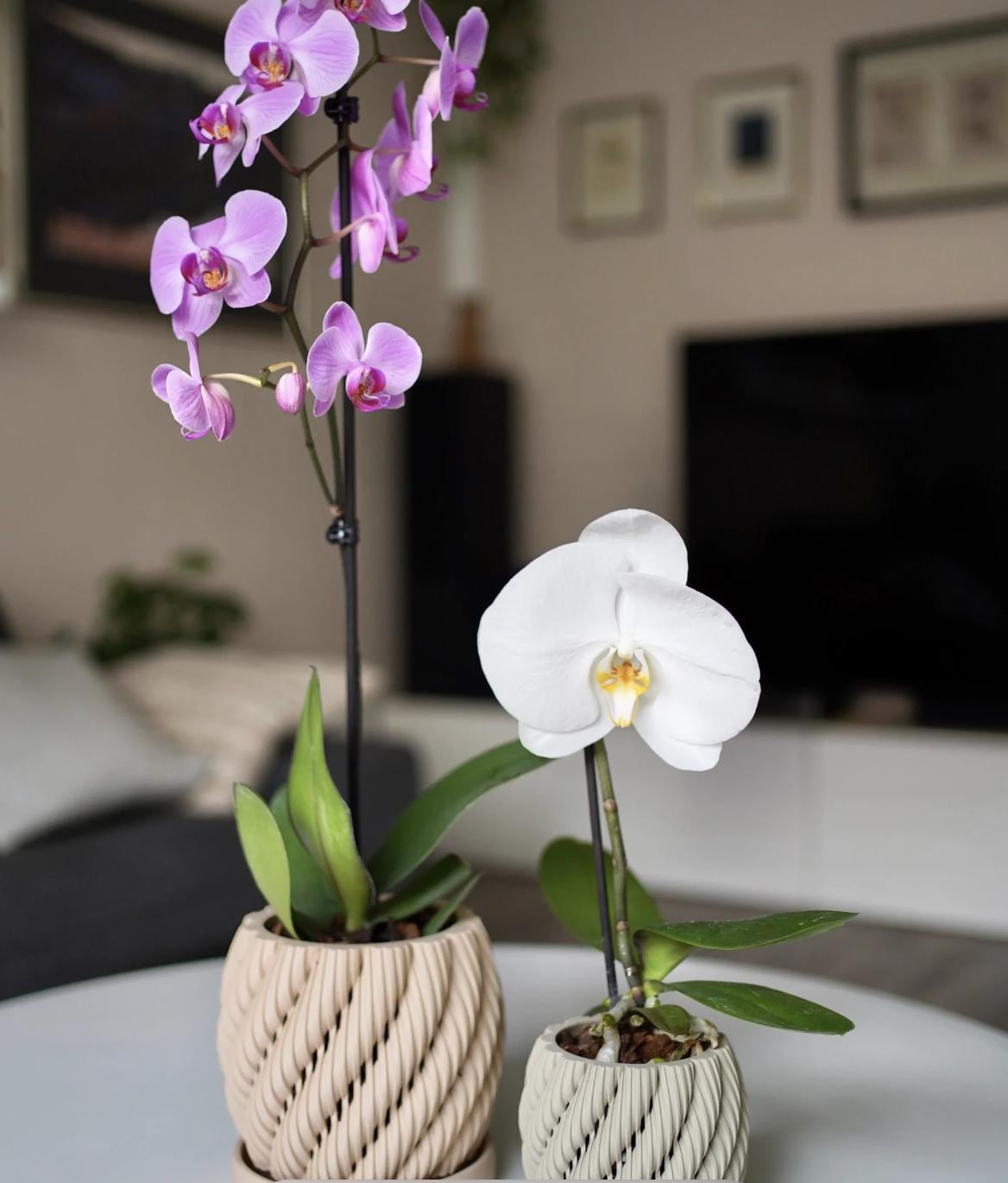 Aeris Orchid Planter with Drip Tray: Modern Ventilated Pot