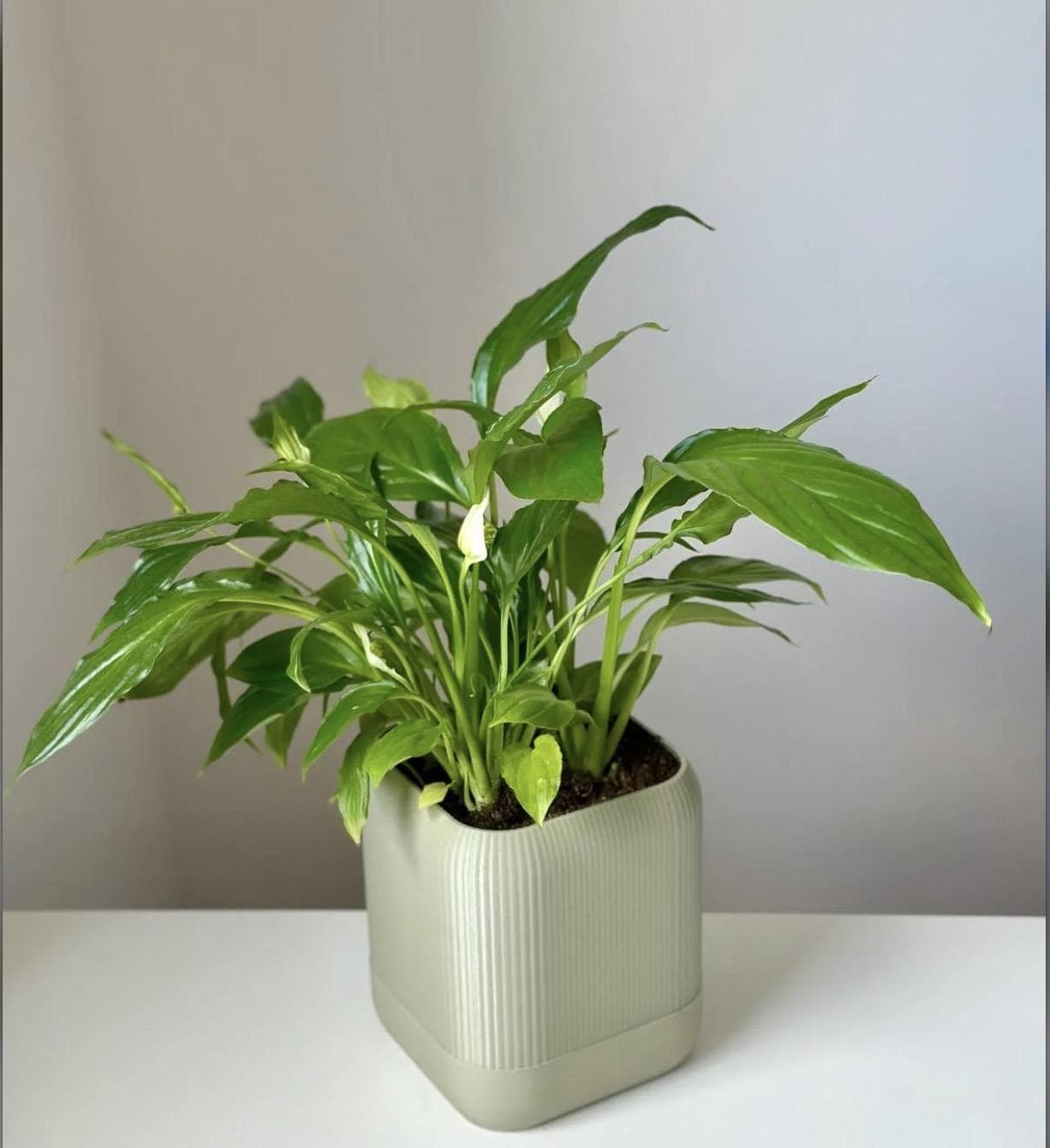 Designia self-watering pot